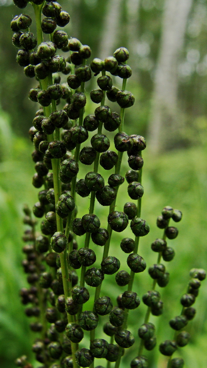 Image of Onoclea sensibilis specimen.