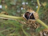 Datura stramonium. Вскрывшийся плод с сидящими клопами-солдатиками. Испания, Каталония, пров. Жирона, комарка Баш Эмпорда, муниципалитет Калонже, формируемая на месте бывшего яблоневого сада оливковая плантация, водозадерживающий валик посадочной ямы. 07.09.2025.
