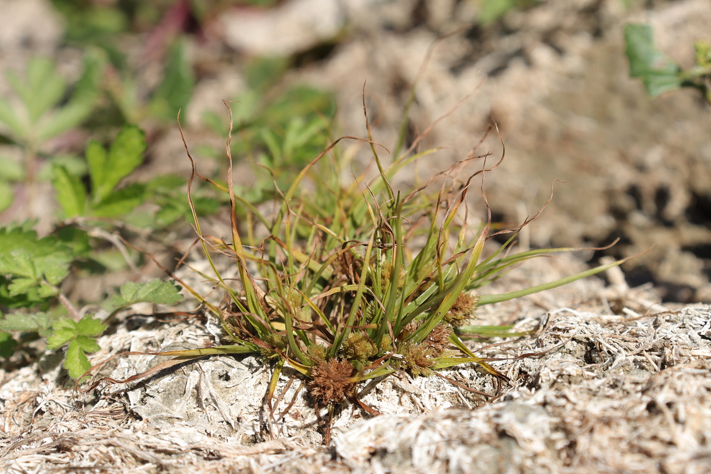 Image of Cyperus michelianus specimen.