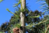 род Larix