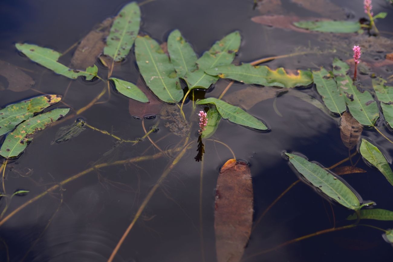 Image of Persicaria amphibia specimen.