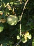 Malus domestica