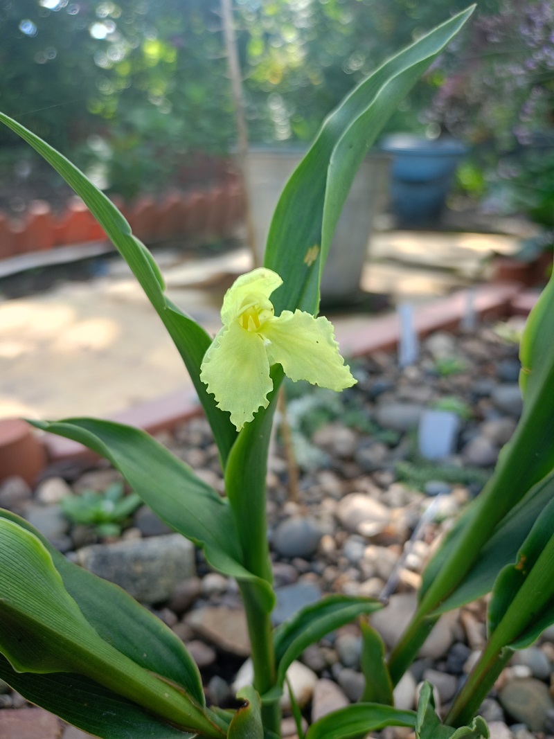 Изображение особи Roscoea cautleyoides.