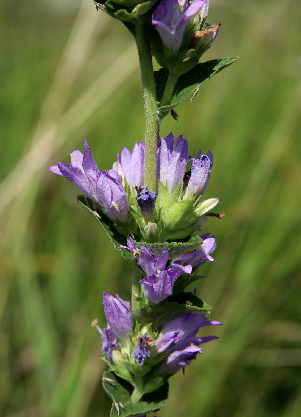 Image of Campanula glomerata specimen.