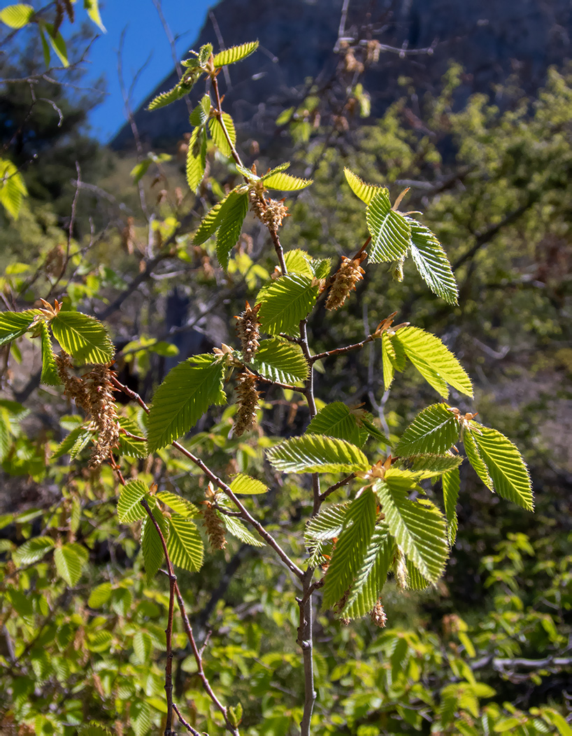 Изображение особи род Carpinus.