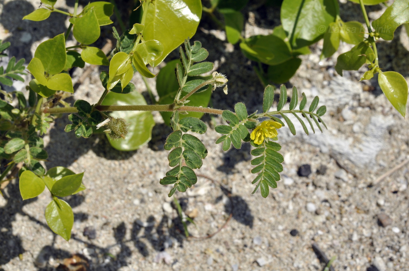 Изображение особи Tribulus terrestris.
