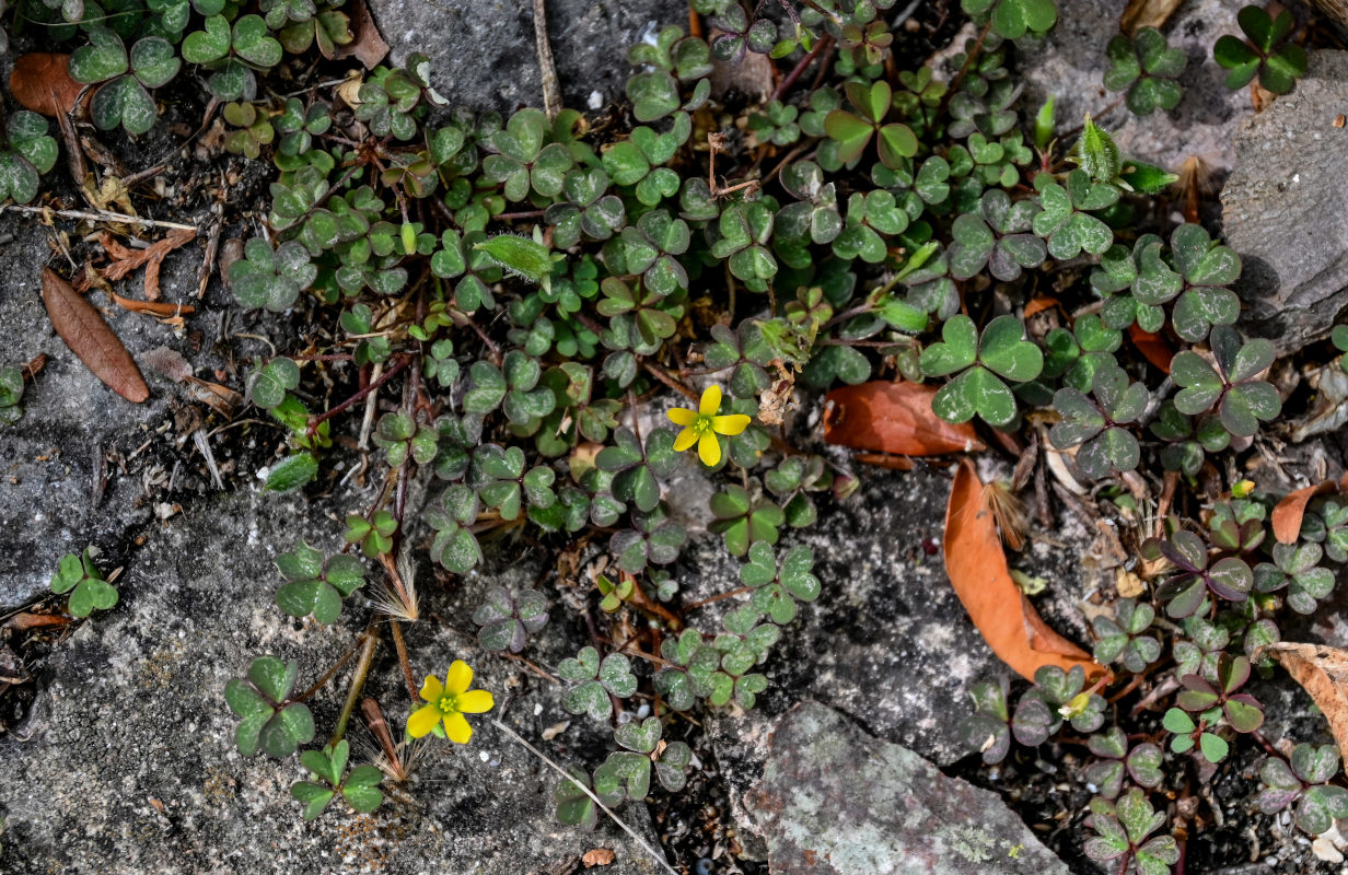 Изображение особи Oxalis corniculata.