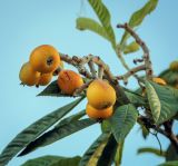 Eriobotrya japonica. Верхушка ветви со спелыми плодами. Абхазия, Гагрский р-н, с. Лдзаа, частный сад. 07.06.2025.