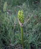 Image of taxon representative. Author is Игорь Павлов