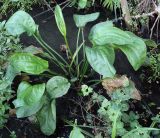 Alisma plantago-aquatica. Вегетирующее растение. Абхазия, Гудаутский р-н, окр. с. Лдзаа, ручей. 08.06.2025.