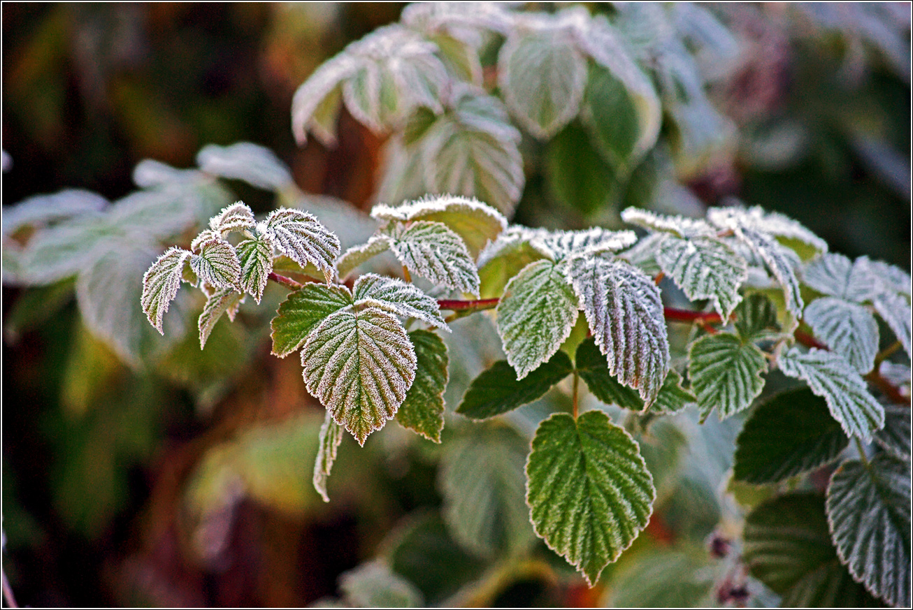 Изображение особи Rubus idaeus.