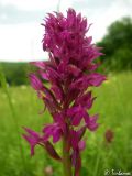 Anacamptis × simorrensis subspecies ticinensis. Соцветие. Крым, Байдарская долина, окр. с. Кизиловое. 03.06.2010.