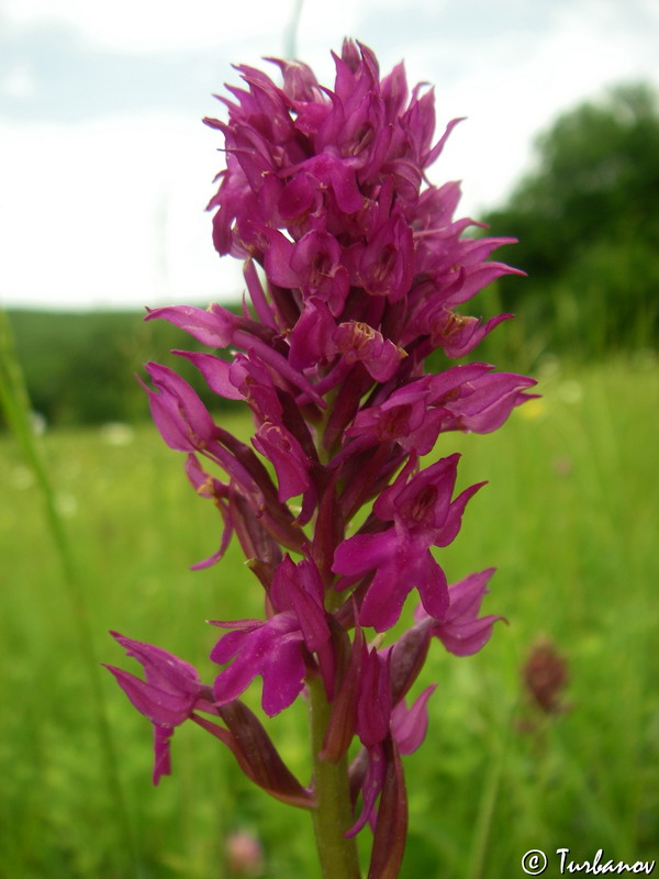 Изображение особи Anacamptis &times; simorrensis ssp. ticinensis.