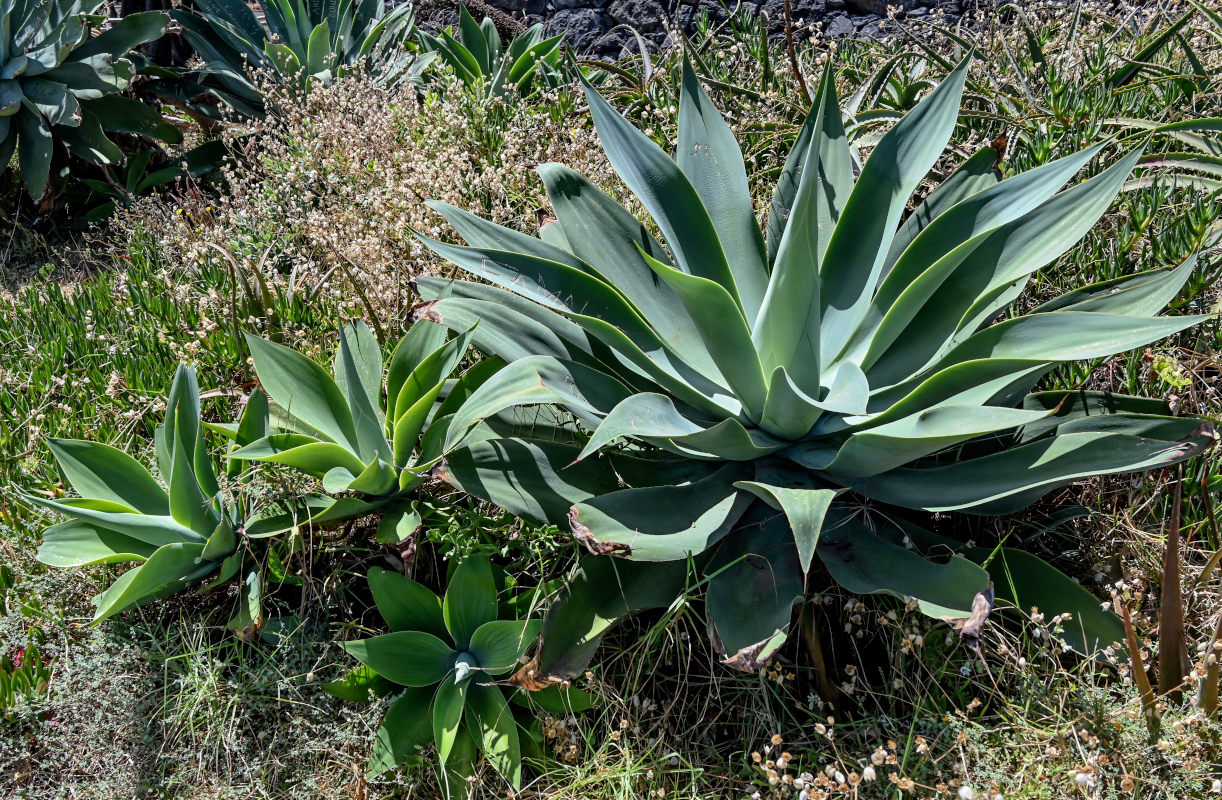 Изображение особи Agave attenuata.