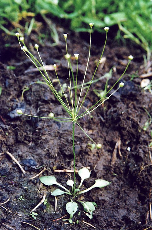 Image of Androsace filiformis specimen.