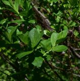 Padus avium. Листья. Кабардино-Балкария, Эльбрусский р-н, окр. р. Когутайка, выс. ок. 2330 м н.у.м., лиственный лес ок. водопада. 22 июня 2025 г.