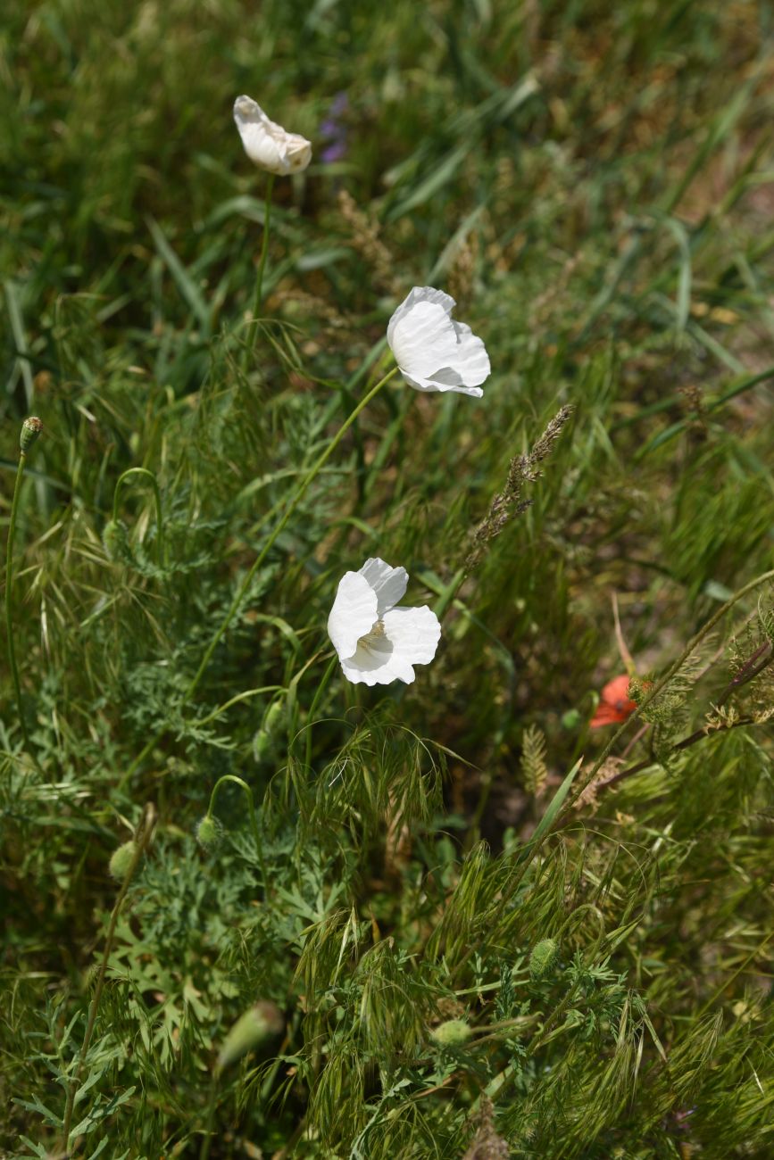 Image of genus Papaver specimen.