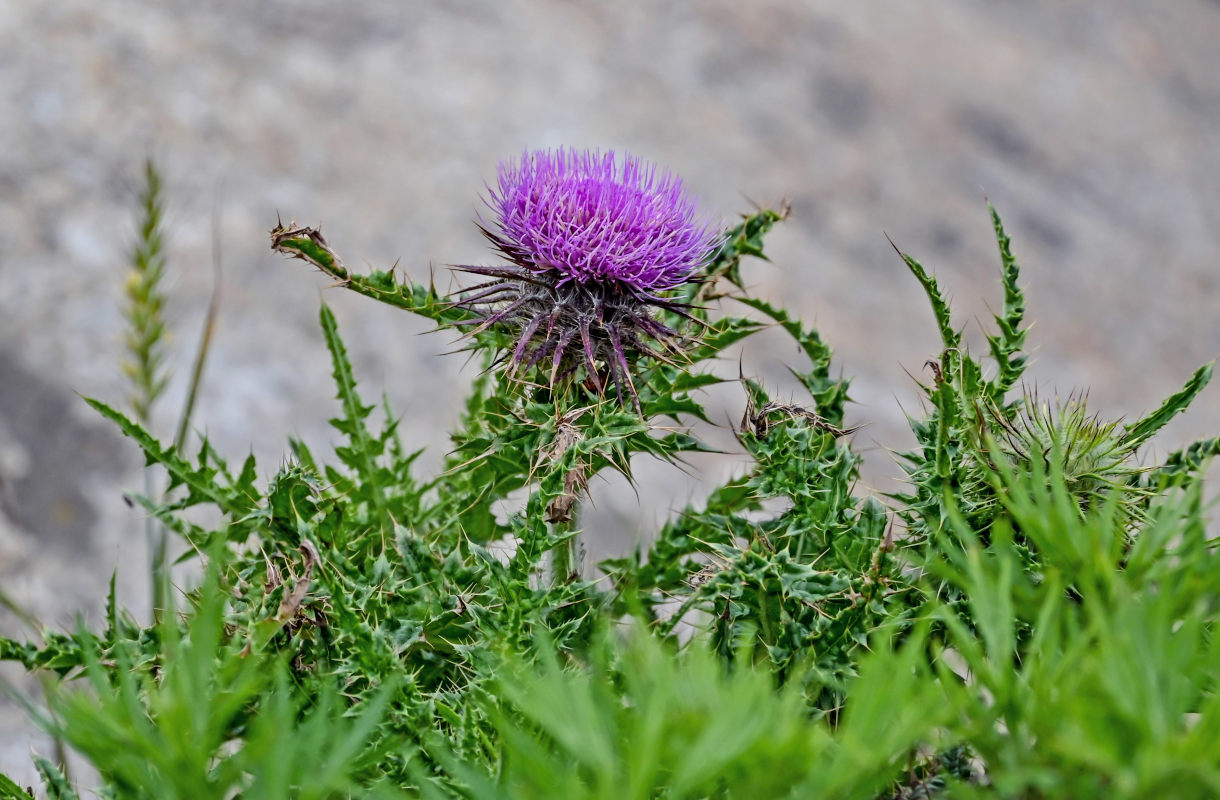 Изображение особи род Cirsium.