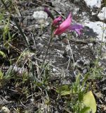 Gladiolus triphyllus. Цветущее растение. Республика Кипр, мыс Акама, каменистый склон. 13.04.2026.