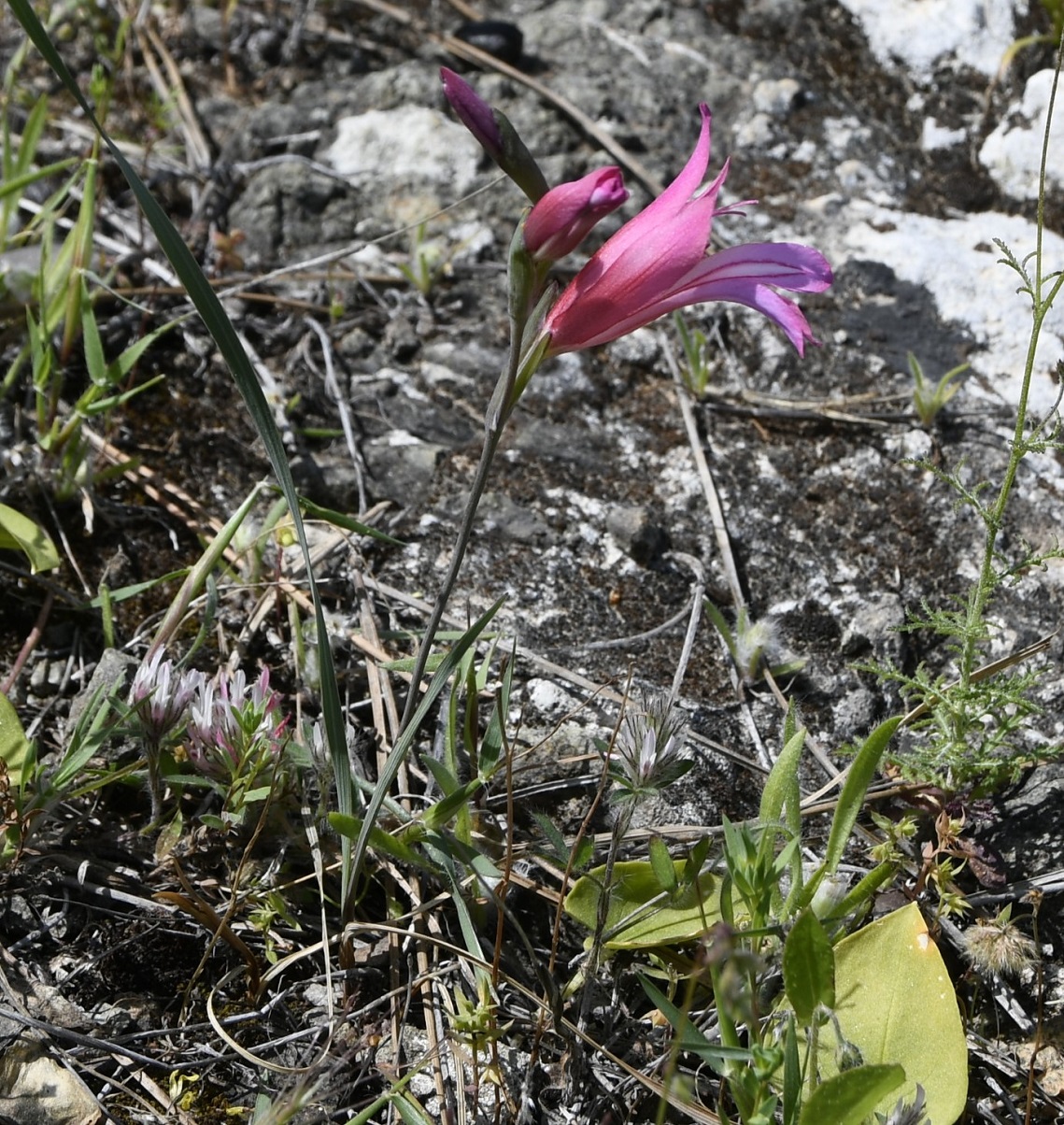 Изображение особи Gladiolus triphyllus.