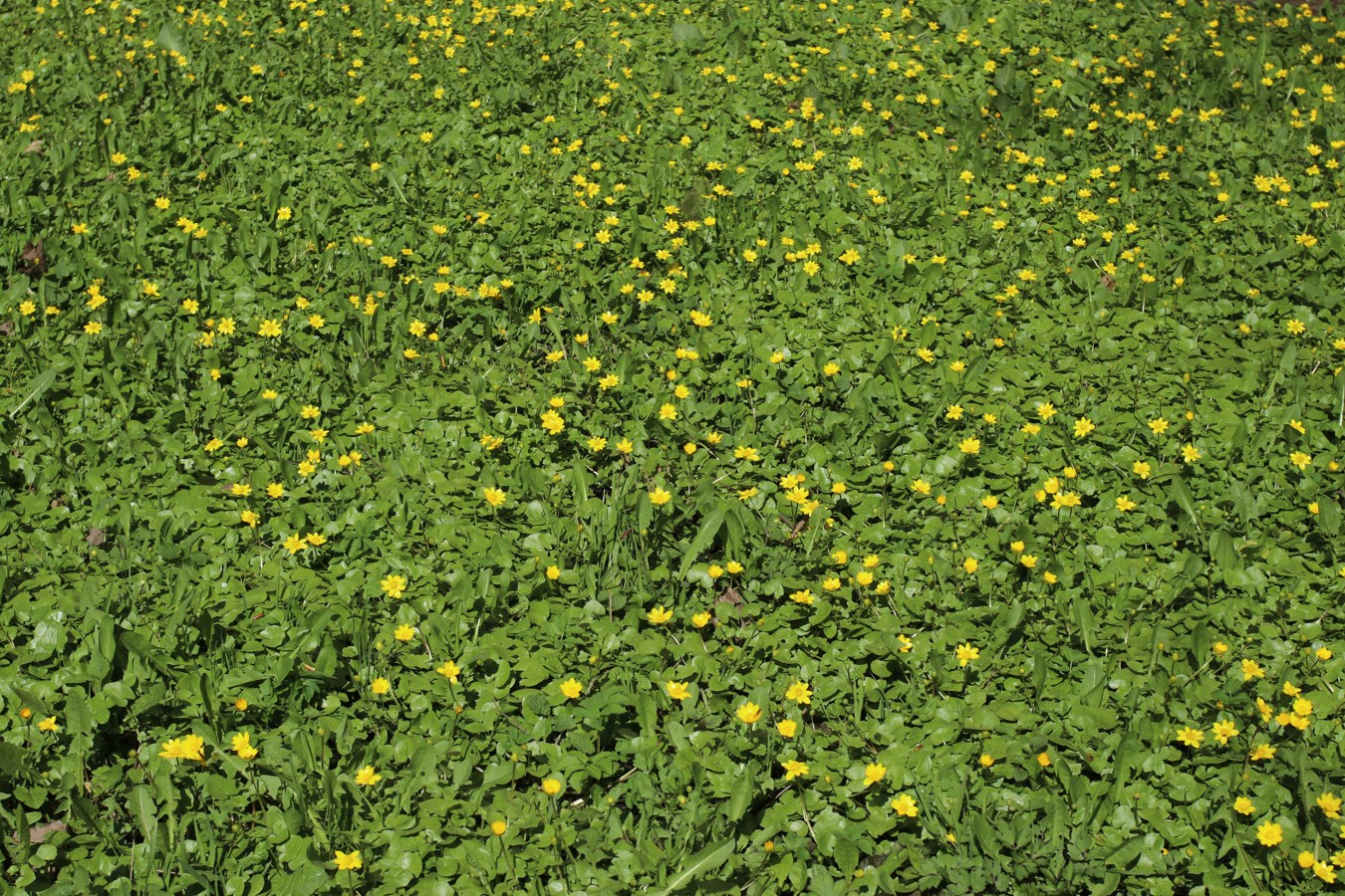 Image of Ficaria verna specimen.