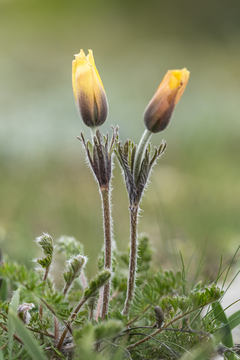 Изображение особи Pulsatilla albana.