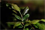 Vaccinium corymbosum. Листья. Московская обл., Раменский р-н, окр. дер. Хрипань, садовый участок. 20.05.2026.