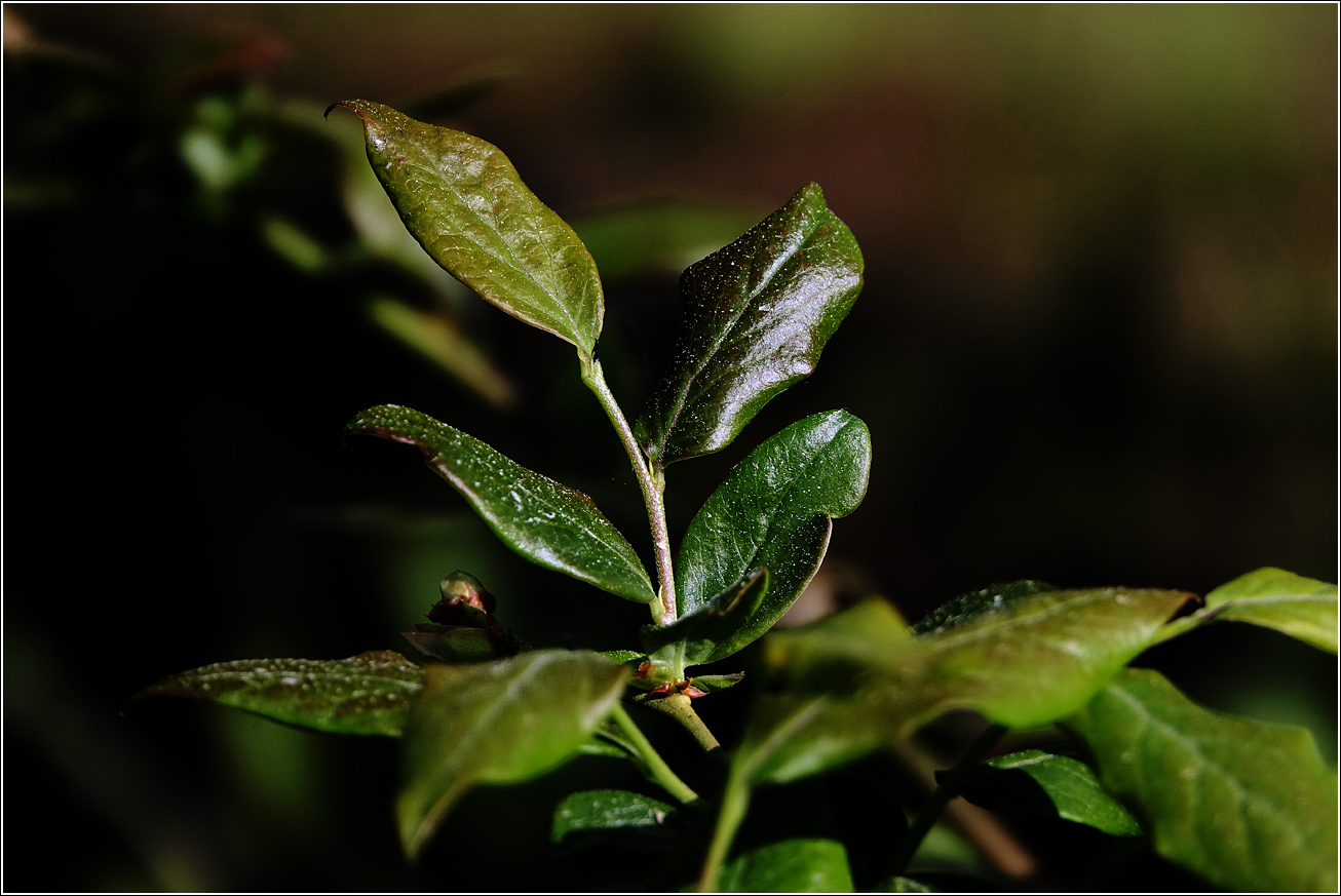 Image of Vaccinium corymbosum specimen.
