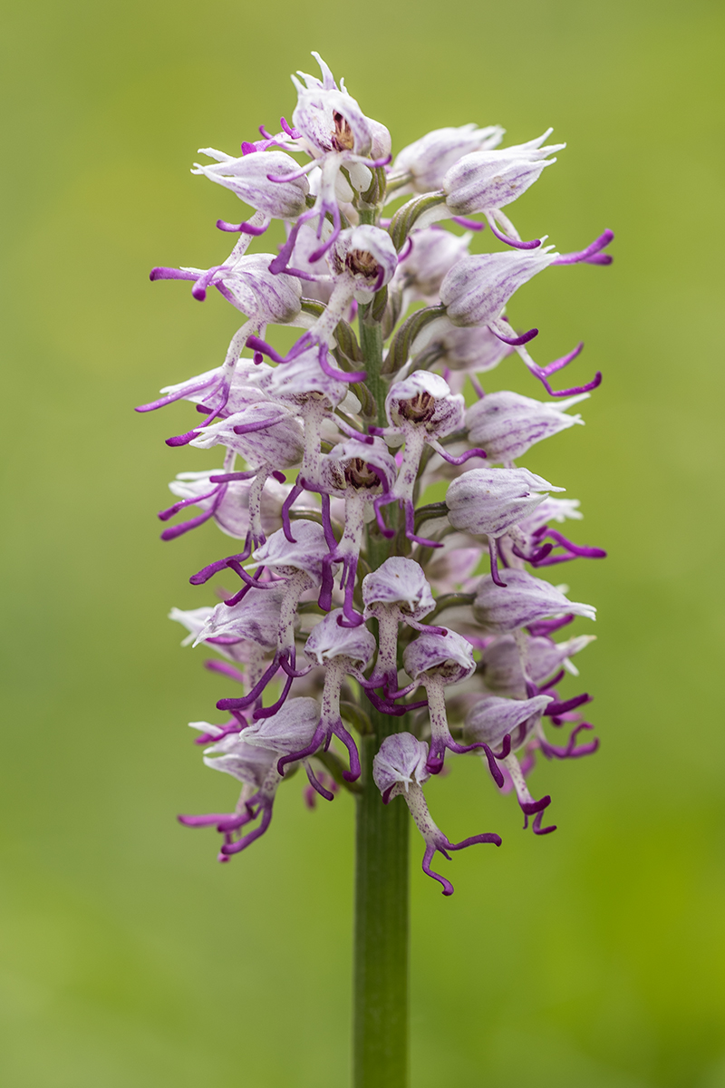 Image of Orchis simia specimen.
