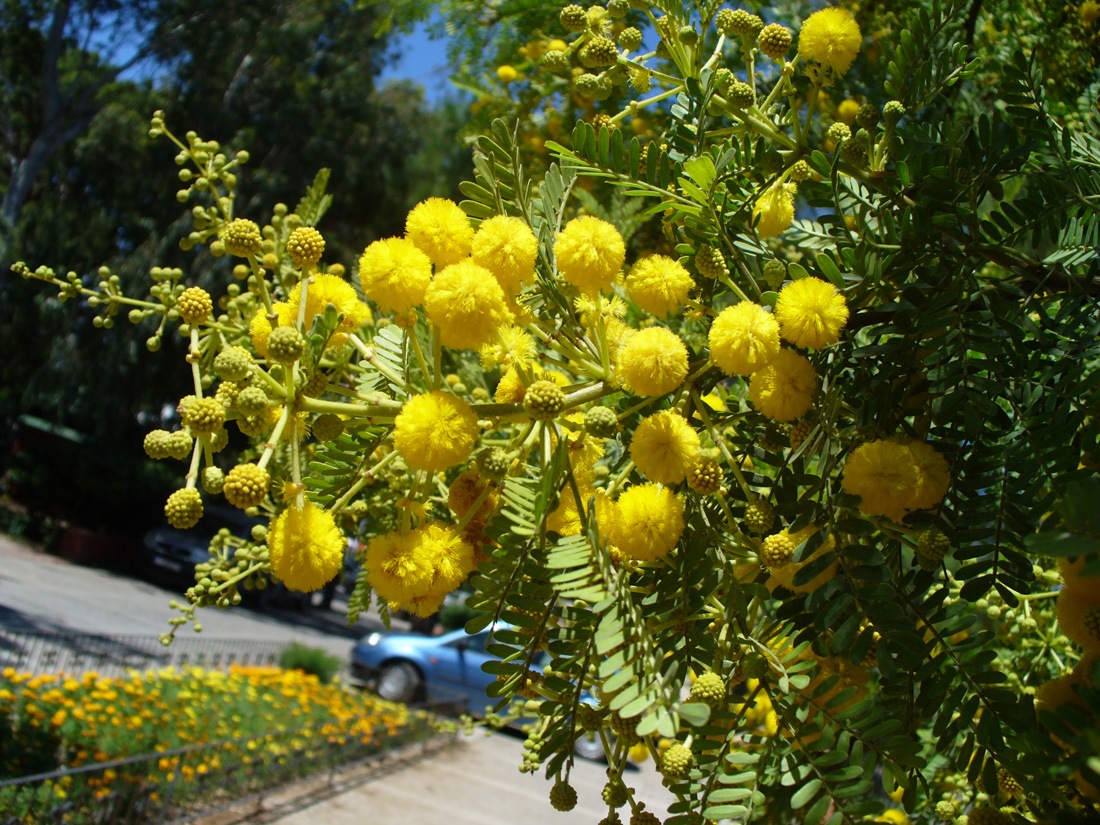 Изображение особи род Vachellia.