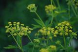 Zizia aurea. Соцветия. Нижегородская обл., в культуре. 16.06.2026.