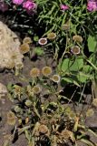 Erigeron glaucus