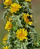 Scolymus hispanicus. Часть побега с соцветиями и кормящимся шмелём. Португалия, округ Бежа, дол. р. Мира, окраина поля. 06.06.2026.