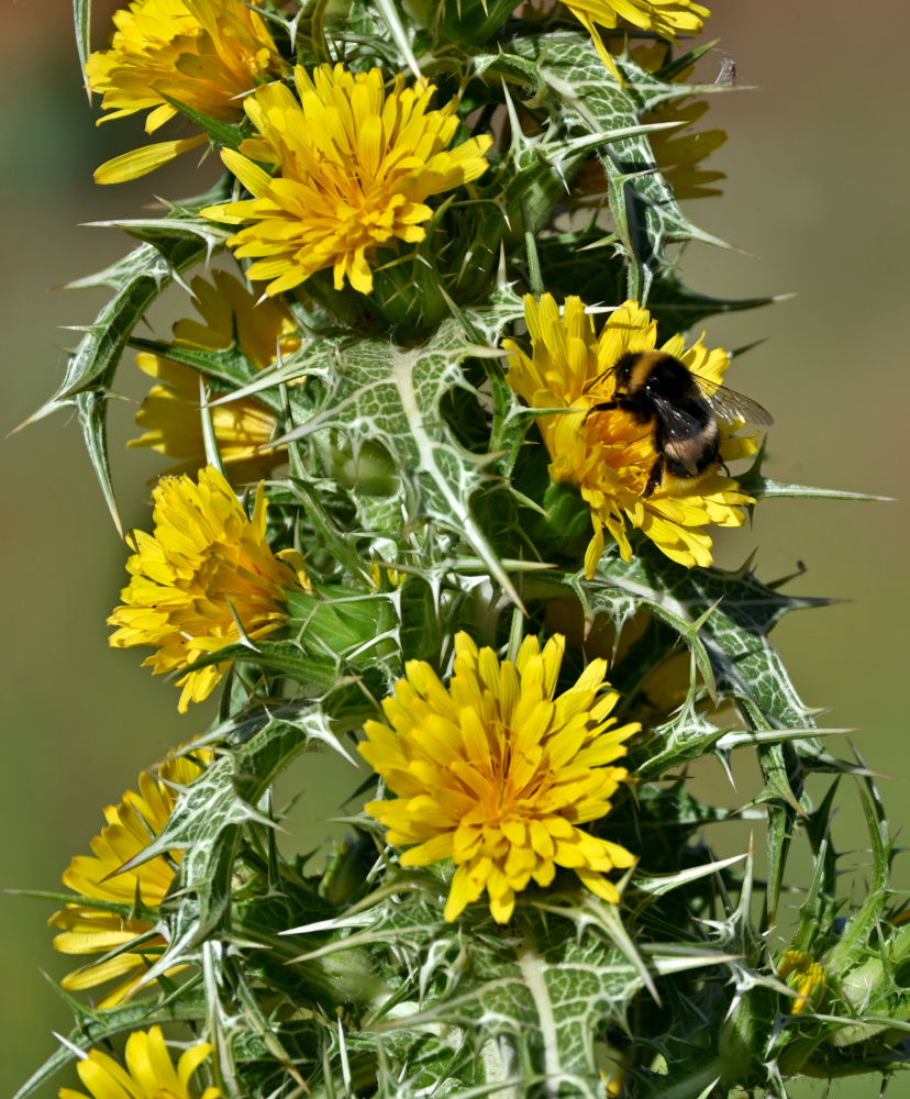 Изображение особи Scolymus hispanicus.