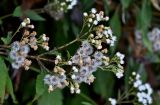 Ageratina adenophora