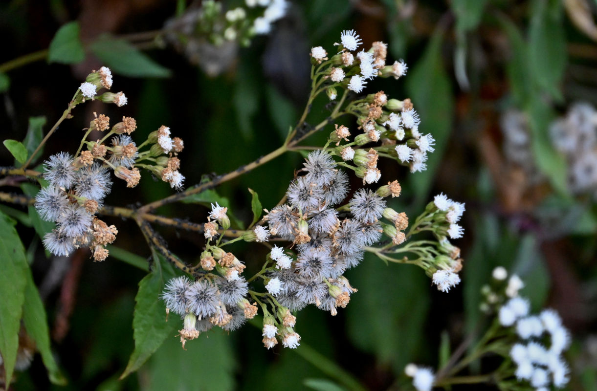 Изображение особи Ageratina adenophora.