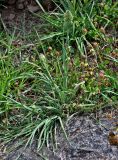 Dactylis glomerata