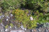 Saxifraga aizoides. Цветущее растение в сообществе со Stellaria. Кольский п-ов, Хибины, дол. р. Кунийок, на берегу ручья. 28.07.2026.