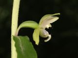 Epipactis persica