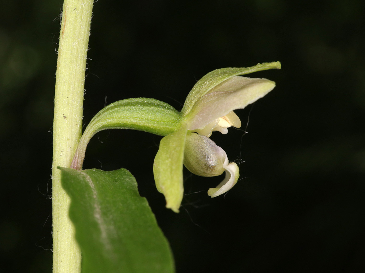 Image of Epipactis persica specimen.