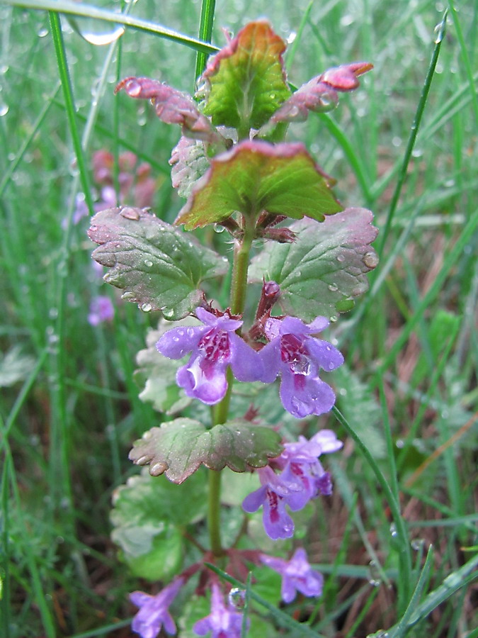 Изображение особи Glechoma hederacea.