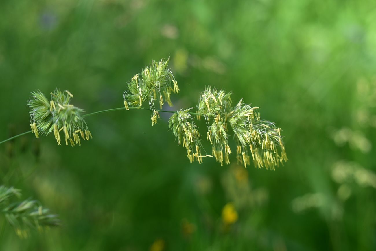 Изображение особи Dactylis glomerata.