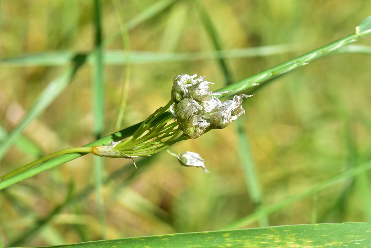 Image of genus Allium specimen.