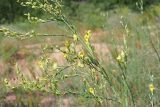 Linaria genistifolia. Часть общего соцветия цветущего и плодоносящего растения. Ульяновская обл., Мелекесский р-н, окр. с. Лебяжье, сосновый бор на дюнах, вырубка под ЛЭП. 09.07.2024.
