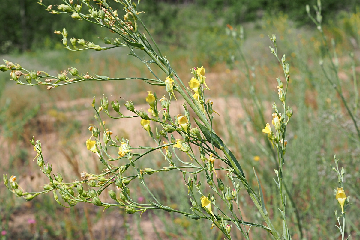 Image of Linaria genistifolia specimen.