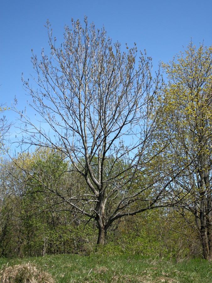 Изображение особи Fraxinus excelsior.