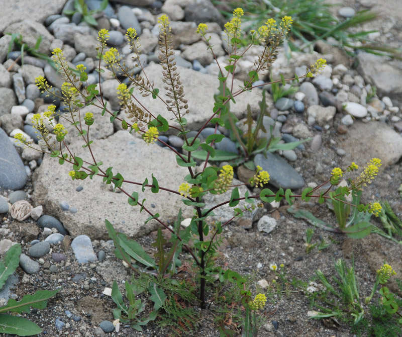 Изображение особи Lepidium perfoliatum.