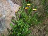 род Taraxacum