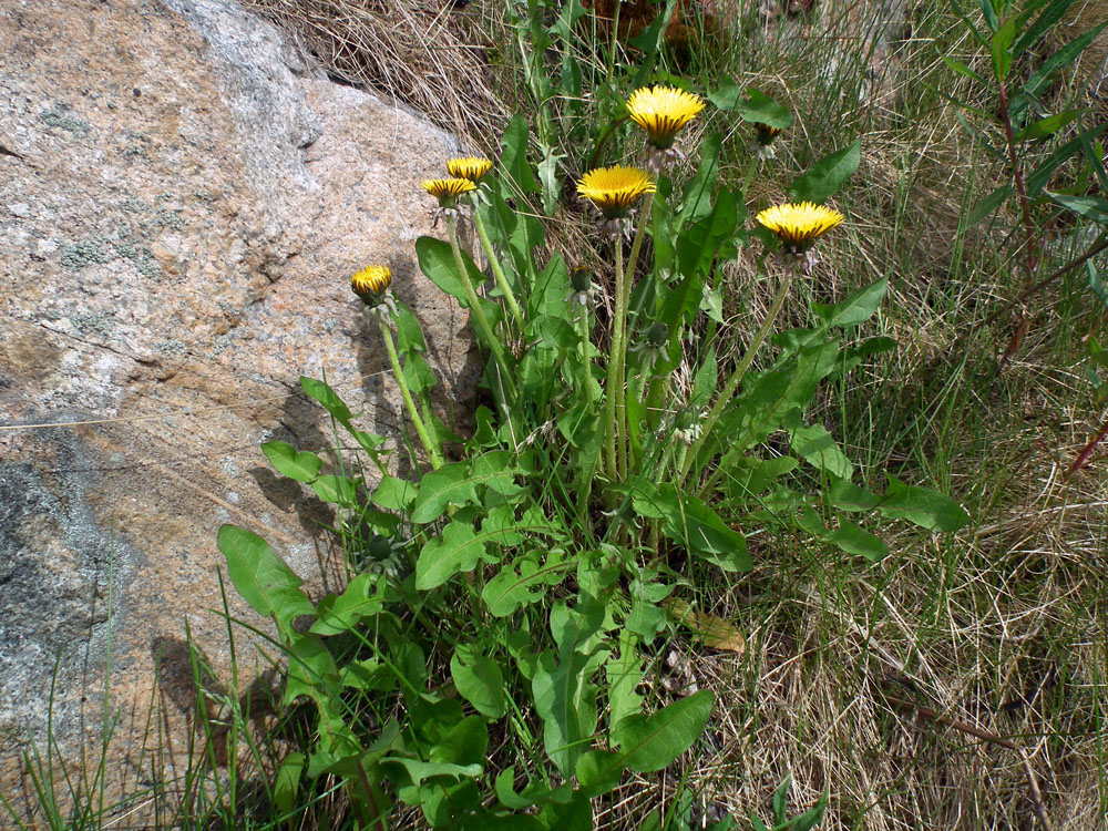 Изображение особи род Taraxacum.