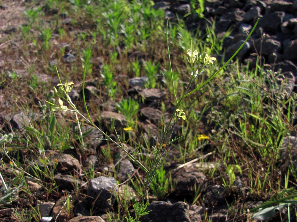 Изображение особи Sisymbrium altissimum.